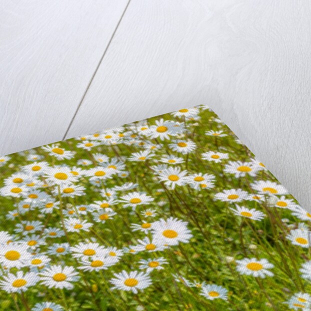 Daisy flowers by Assaf Frank